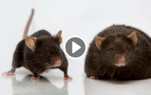Inside Scientific Webinar: Comfort Food: Effects of Stress and High-Fat Diets on Neuronal Activity and Mitochondrial Remodeling in Mice
