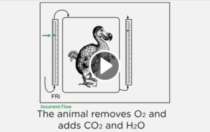 间接量热法：动物呼吸测量概述