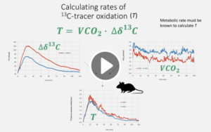 计算13C呼吸示踪剂的氧化速率